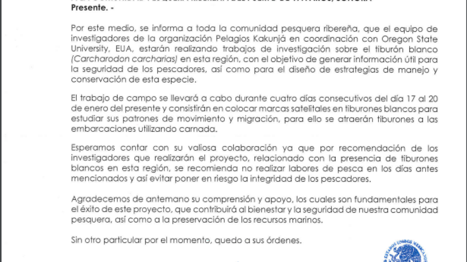 Realizan trabajos de investigación del tiburón blanco en Yavaros: Celida López